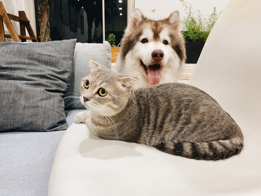 Meubles pet-friendly : choisir des meubles adaptés à vos animaux