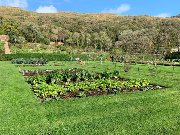 Comment aménager un potager surélevé dans votre cour