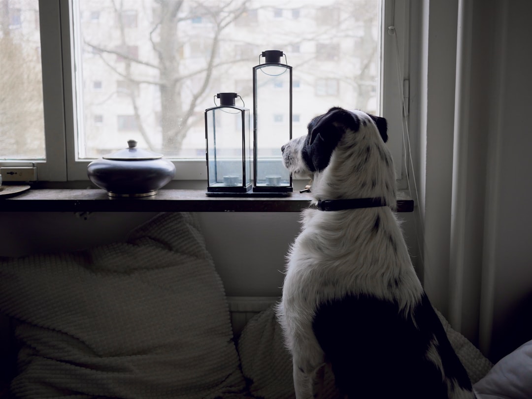 pet dog cat home accessories